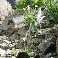 Sitting Fairy Statue for Garden Housewarming Garden_7